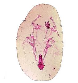   Coccus moestus  